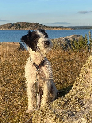 Bild: Beachrunner's Taycan