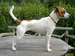 Bild: Delsbostintans Pennylane