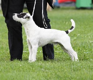 Bild: Fouruse's Folke Doggelito