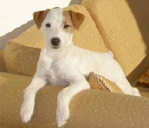 Bild: Joygarden's Pikanta Bianca