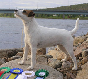 Bild: Mojovan Elentari